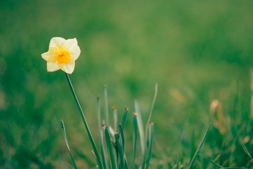 有关喇叭水仙, 宏观, 工厂的免费素材图片