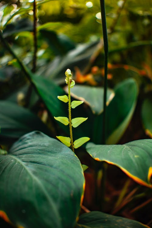 有关元素, 丛林, 垂直拍摄的免费素材图片