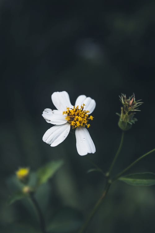 有关工厂, 植物群, 特写的免费素材图片