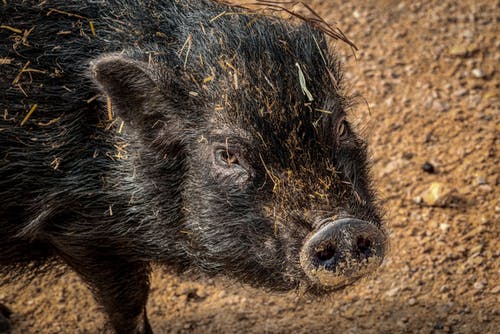 有关公猪, 动物, 动物的鼻子的免费素材图片