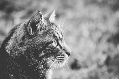 猫的灰度照片 · 免费素材图片