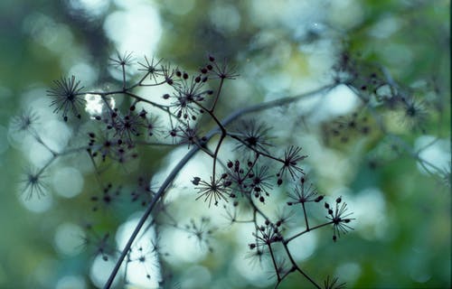 植物的花朵的特写视图 · 免费素材图片