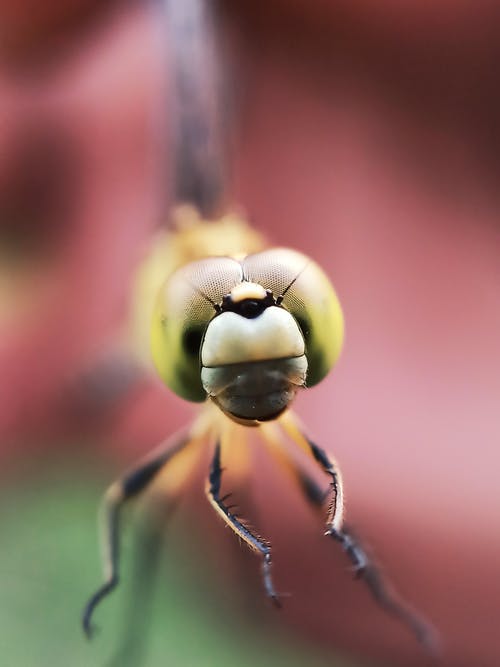 黄色和黑色蜻蜓在特写摄影 · 免费素材图片