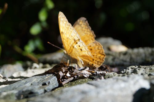黄蝴蝶浅焦点摄影 · 免费素材图片