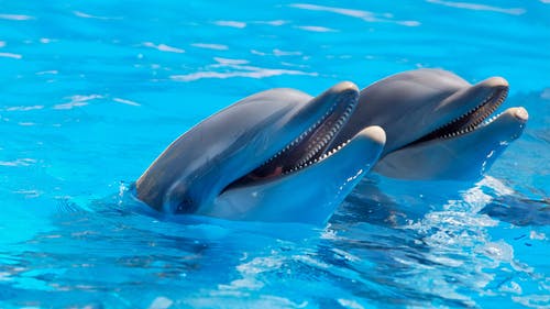 水面上的可爱海豚 · 免费素材图片
