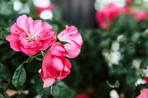 选择性聚焦照片粉红色花瓣的花 · 免费素材图片