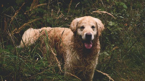在草地上的成年金毛寻回犬 · 免费素材图片
