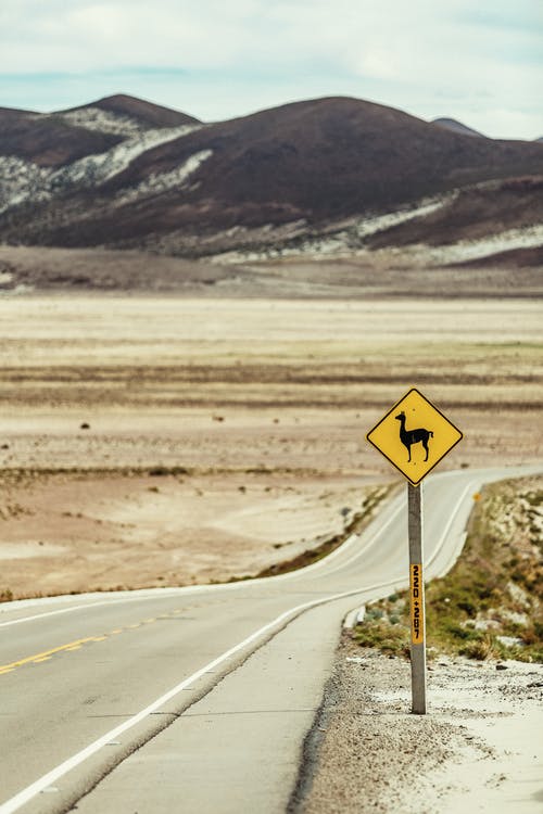 靠近道路的骆驼警告标志 · 免费素材图片