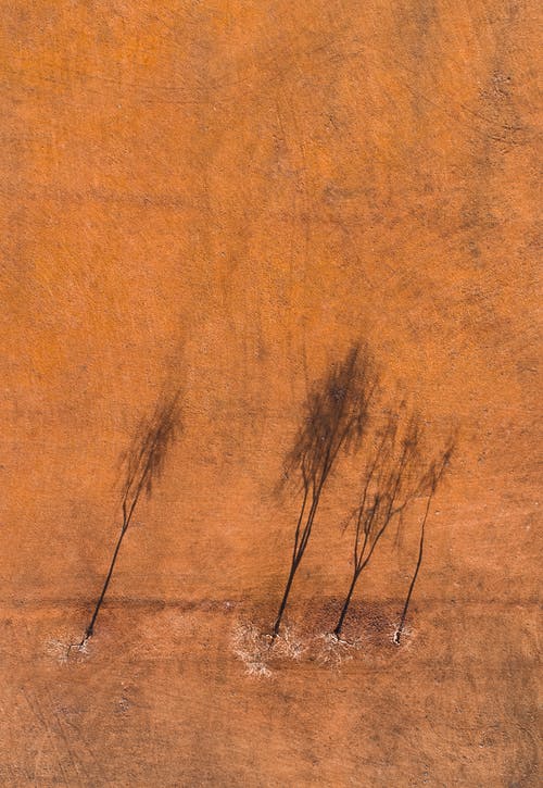 布朗在布朗场上的无叶树 · 免费素材图片