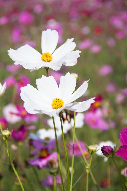 白色簇状花瓣花 · 免费素材图片