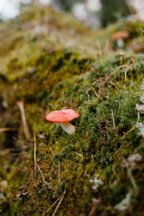 生长在森林里的绿色青苔上的小蘑菇 · 免费素材图片