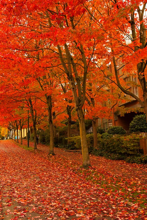 橙色叶子的树木在通路上 · 免费素材图片