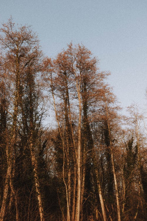 有关分公司, 厚, 垂直拍摄的免费素材图片