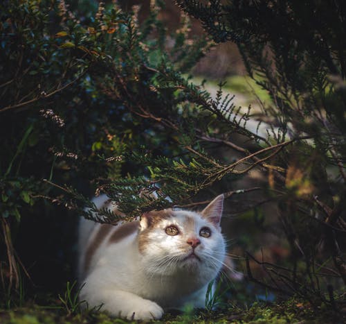 灌木丛下的猫 · 免费素材图片