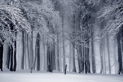白雪皑皑的森林 · 免费素材图片