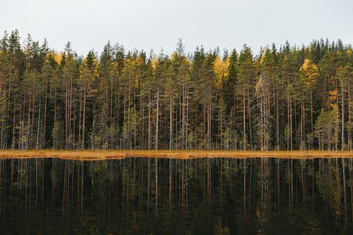 有关俄国, 天性, 树木的免费素材图片