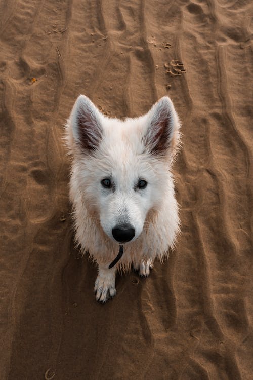 白色长毛狗 · 免费素材图片
