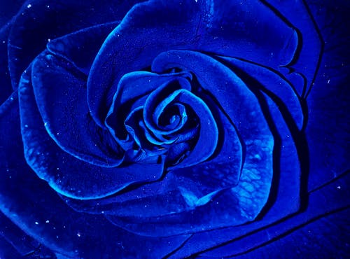 有关充满活力, 增长, 天性的免费素材图片