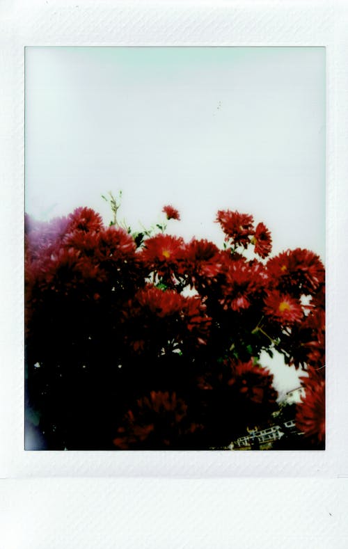 红色花朵照片 · 免费素材图片