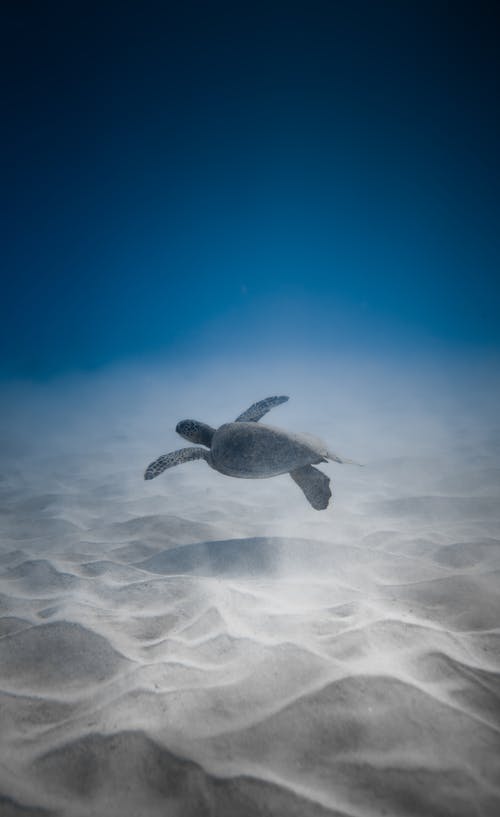 可爱的海龟在沙底附近海底游泳 · 免费素材图片