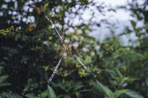 有关Web, 动物, 困住的免费素材图片