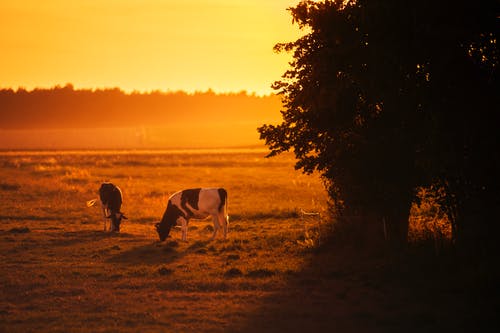 有关剪影, 动物摄影, 吃的免费素材图片