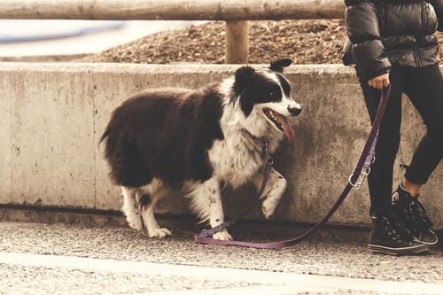 站立在混凝土路上的人拿着爱犬皮带 · 免费素材图片