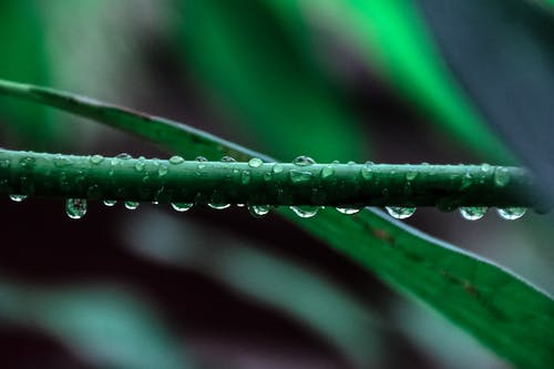 绿叶植物的微距摄影 · 免费素材图片