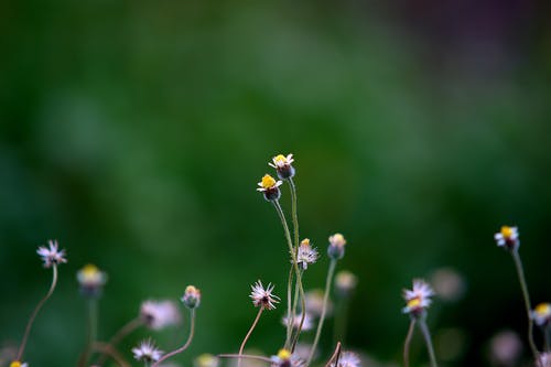 白天盛开的黄色花瓣花 · 免费素材图片