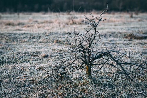 在绿色的原野上的裸树 · 免费素材图片