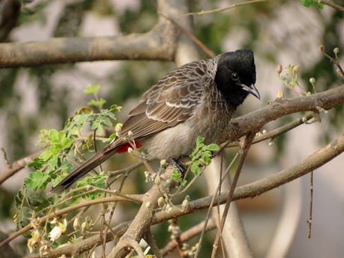 白天棕色树枝上的棕色黑色小喙鸟 · 免费素材图片