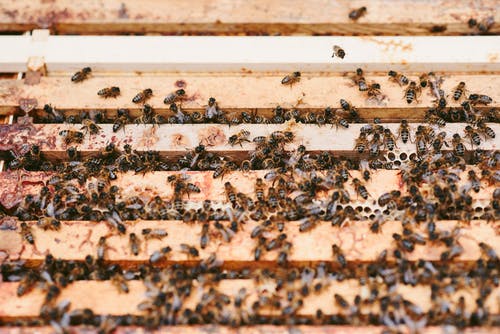 蜜蜂在院子里的蜂窝上生产蜂蜜 · 免费素材图片