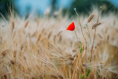 有关大麦, 小麦, 植物的免费素材图片