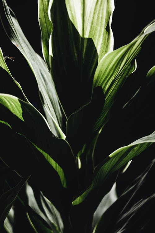 有关分公司, 增长, 小枝的免费素材图片