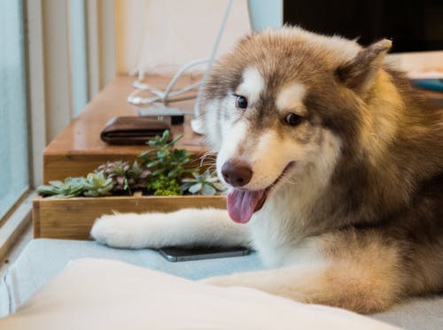 棕褐色和白色西伯利亚雪橇犬 · 免费素材图片