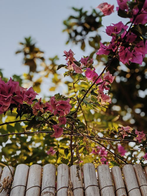 粉红色的花瓣花 · 免费素材图片