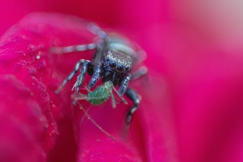 黑蜘蛛吃绿色昆虫的照片的特写 · 免费素材图片