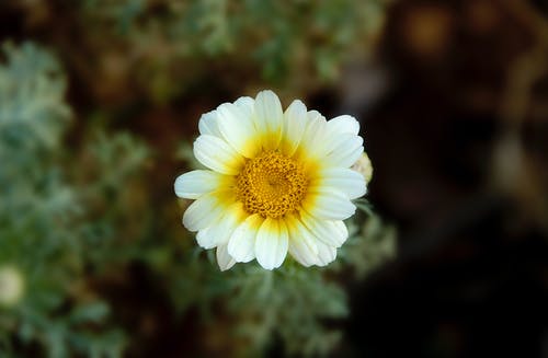 黄色和白色的花瓣花 · 免费素材图片