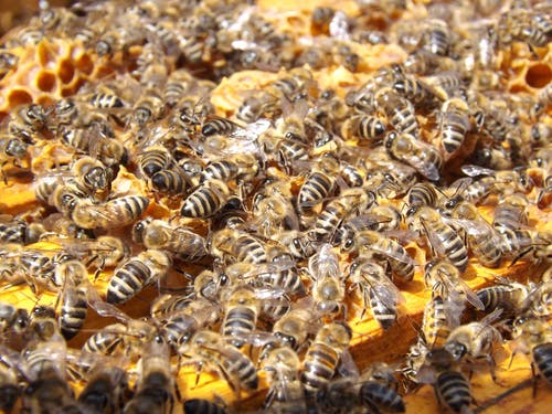 蜜蜂群 · 免费素材图片