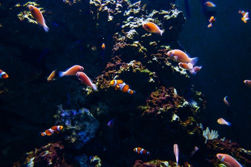 水下鱼的照片 · 免费素材图片