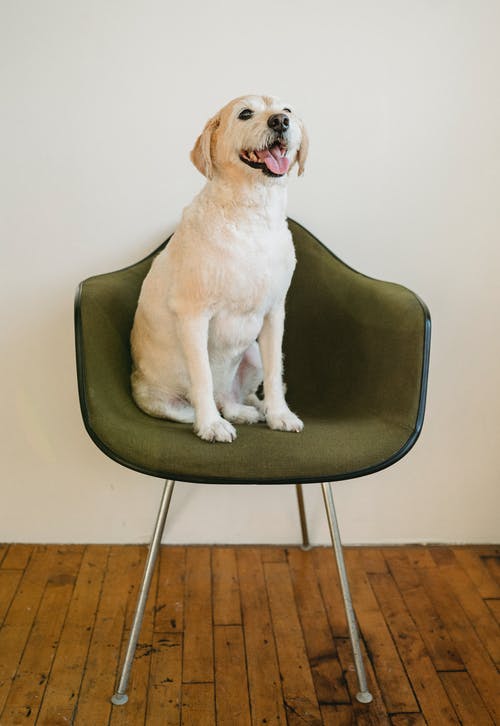 白色纯种狗的舌头在椅子上 · 免费素材图片