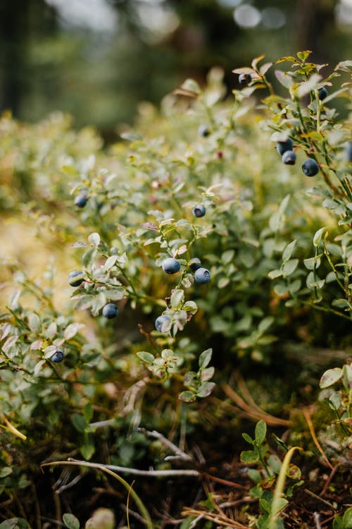 绿色的灌木丛，蓝莓生长在花园里 · 免费素材图片
