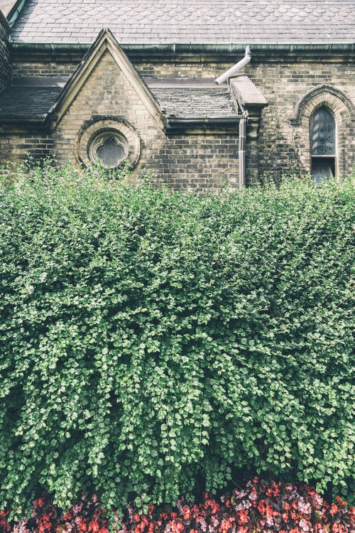 白天的灰色和黑色砖房的绿叶墙 · 免费素材图片
