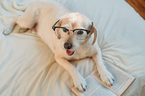 狗在时尚眼镜在床上的书 · 免费素材图片