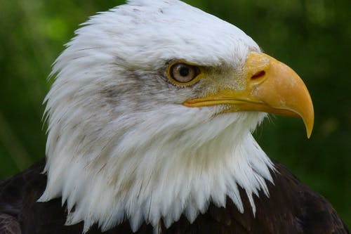 美国之鹰 · 免费素材图片