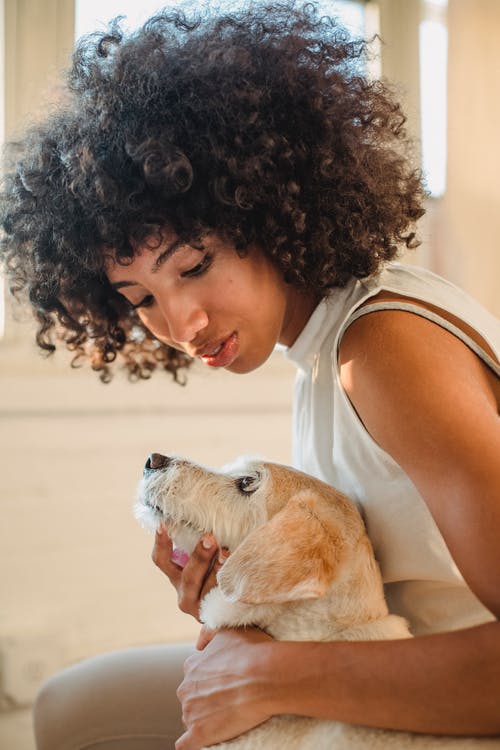 黑人妇女在家里爱抚纯种狗 · 免费素材图片