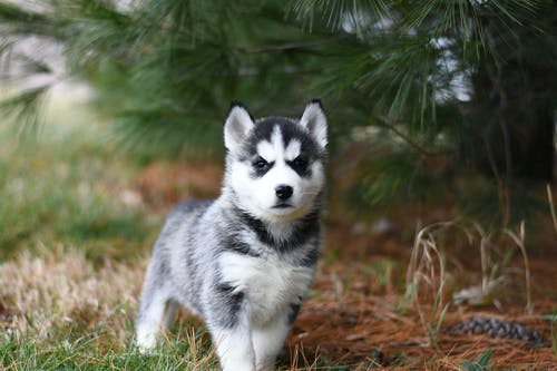 黑色和白色西伯利亚雪橇犬幼犬棕色草田 · 免费素材图片