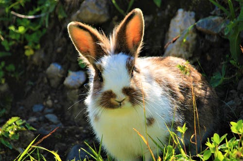 兔子的照片 · 免费素材图片