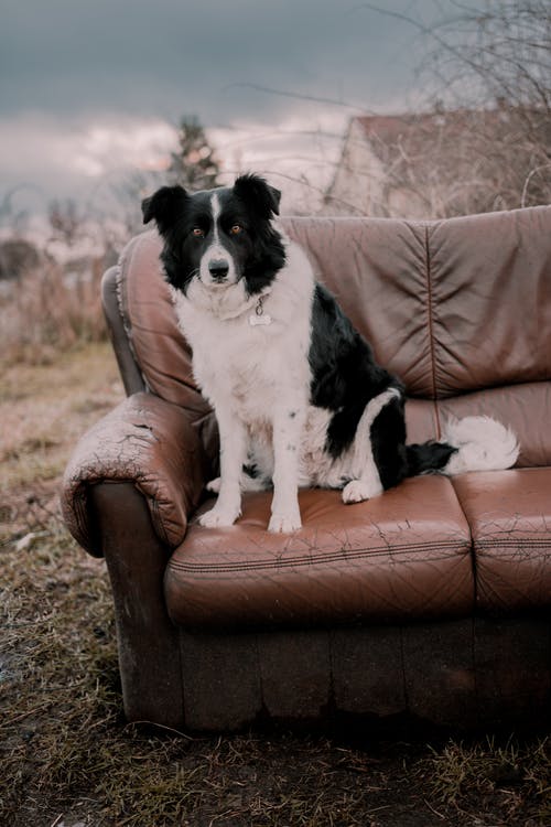 狗在沙发上的照片 · 免费素材图片