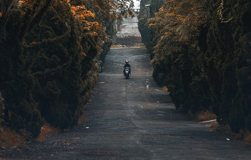 树木环绕的人骑摩托车 · 免费素材图片